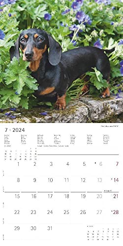 Hunde 2024 - Broschürenkalender 30x30 cm (30x60 geöffnet) - Kalender mit Platz für Notizen - Dogs - Bildkalender - Wandkalender - Hundekalender