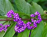 American Beauty Berry - Callicarpa Americana - 20 Seeds - Non-GMO Seeds, Grown and Shipped from Iowa. Made in USA