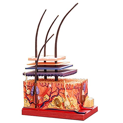 Pelle Umana e dell'Assemblea Capelli Humans Scheletro del Cranio Anatomia della Pelle Accessori for la casa Anatomia Scienza Giocattoli educativi Modello Medico