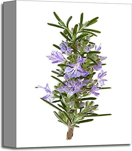 Amazon Barewallsローズマリーハーブ花ギャラリーwrappedキャンバスアート 14in X 11in 置き時計 掛け時計 オンライン通販