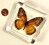 2.9" Real Red Lacewing Butterfly (Female) in Crystal Clear Lucite Resin Specimen Preserved Cethosia Biblis Drury Taxidermy Crafts Collection for Biology Science Education Paperweight Display Supplies #4