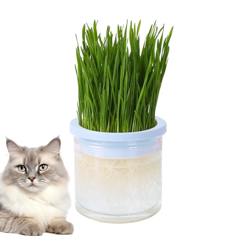CENRF Macetero de césped para Gatos de Interior - Bandeja de Hierba hidropónica Transparente para Gatos - Macetero para Gatos, Accesorio para Mascotas, Perfecto para Cualquier ocasión para Gatos de