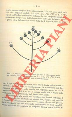 Il gradiente femminile nelle infiorescenze di Akebia quinata Decne (Lardizabalaceae).
