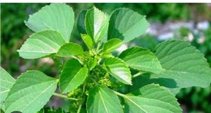 See full amazon price history chart for MERLI HERBS Indian Nettle Kuppikhokhali/Acalypha Indica/Indramarisha/Kuppaimeni Plant Seeds - 20 Nos MERLI HERBS Indian Nettle Kuppikhokhali/Acalypha Indica/Indramarisha/Kuppaimeni Plant Seeds - 20 Nos (B0C2NMT256) Amazon Price History, Amazon Price Tracker