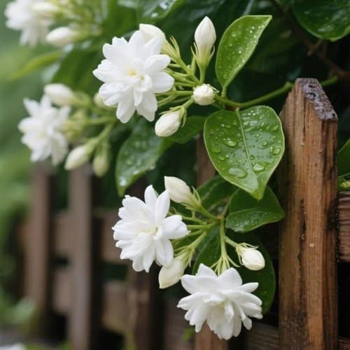 200+ Jasmine Outdoor Hardy Shrub Scented for Gardens Patios and Borders