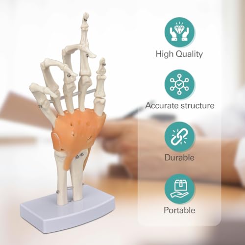 Image of Ultrassist Human Hand Skeleton Model with Ligaments, Flexible 1:1 Scientific Life Size with Lightweight Display Display Base, Includes Anatomy Diagram Best for Patient Education & Medical Training