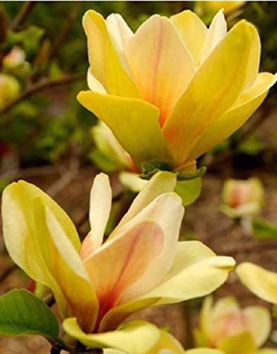 Magnolia Sunsation - Magnolia - Plant in 1L Pot