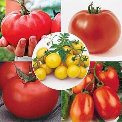 Tomato Lover's Garden Seed Combination, Includes Seed of 5 Different Types of Tomato Varieties
