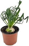 100 semillas de Albuca Spiralis regalo plantas resistentes para jardín plantas de jardín resistentes perennes resistentes perennes