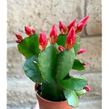 Red Flower Easter Cactus Rhipsalidopsis Gaertnerrii