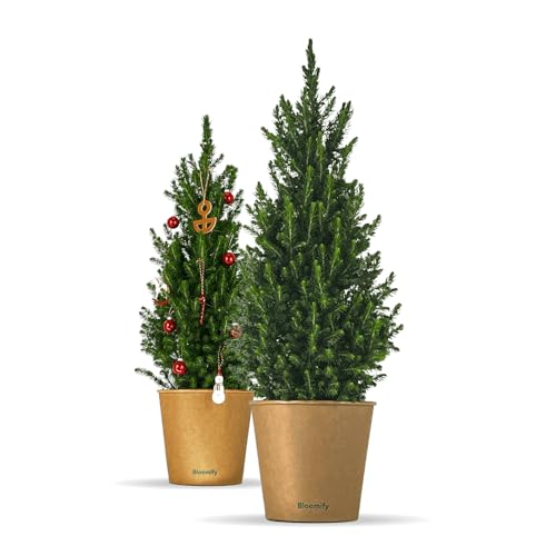 Bloomify® Zwergfichte 'Fridolin' | 90-120 cm großer winterharter mini Weihnachtsbaum | echte Zuckerhutfichte für Drinnen und Draußen | Pflanze für Topf und Garten | Konifere mit herrlichem Duft