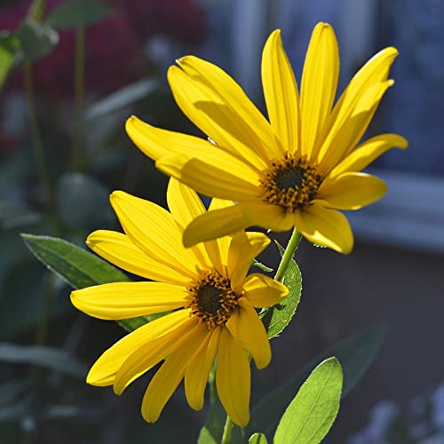 Maximilian Sunflower Seeds Helianthus maximiliani Hardy Perennial Chocolate Scented Yellow Blooms Easy to Grow Your Own Garden Flowers 1x Packet (Approx. 40 Seeds) by Thompson and Morgan