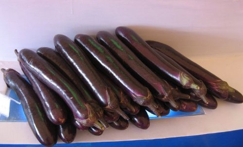 Organic Chinese Eggplant Vegetable Seeds, Grows Faster (5 Seeds) SD0236