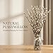 Natural Preserved Dried PussyWillow Branches, 15 Stems Real Willows, 17