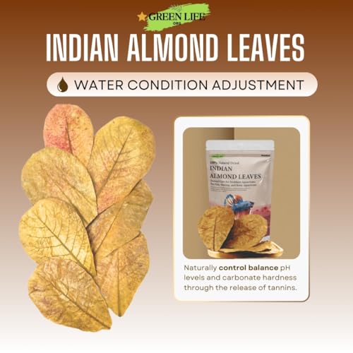 Image of Premium Indian Almond Leaves. 40 Leaves 8-10 inchs. Catappa Leaves Rich in Tannin. Vacuum Packet. Awsome Aquarium Decorations (Large).