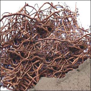 Pmw - Long Pepper Root - Pippali Mool - Modi - Pippalimool - 100 Grams (B0BX9HCQKP) Amazon Price History, Amazon Price Tracker