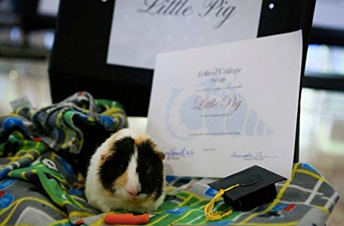 Pequenos bonés de formatura de animais mini chapéus de solteiro com borla brilhante fantasia para po