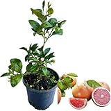 Red Ruby Grapefruit Tree Live Plant, Grafted Grapefruit Tree Plant Live, Sweet Pomelo Fruit Tree for Planting, 2-3 Feet Tall in 3 Gallon Pot, Live Pomelo Plant, No Ship to CA