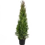Lebensbaum 'Smaragd' C5 - Thuja occidentalis smaragd - Höhe ca. 100-120 cm