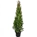 Produktbild Lebensbaum 'Smaragd' C5 - Thuja occidentalis smaragd - Höhe ca. 100-120 cm