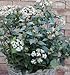 Produktbild Mittelmeer Schneeball Eve Price 40-60cm - Viburnum tinus