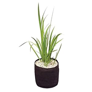 Velda Pflanzkorb 15 x 15 cm (50)