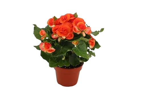 Planta Natural de Begonia de Flor Variedad Elatior Viva | Color y Belleza en Maceta