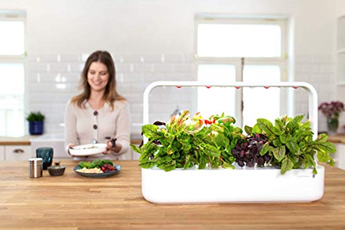 Emsa 3 Cápsulas Rúcula Click & Grow, Semillas apta para Smart ...