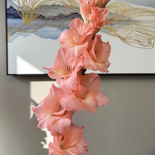 8bulbi I di gladiolo sono perenni resistenti all'esterno di gladiolo da resistenti, giardino da balcone, decorazioni