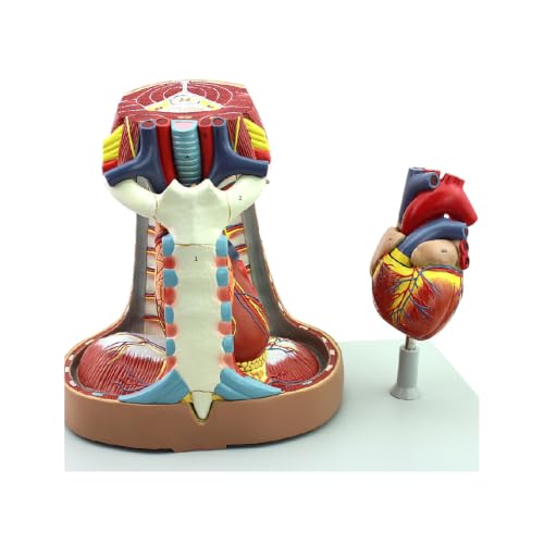 Cœur amovible codé couleur et médiastin détaillé pour assimiler l'anatomie