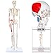 Axis Scientific Mini Human Skeleton Model with Metal Stand, 31