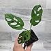 Philodendron Swiss Cheese (Monstera adansonii) – Rare Tropical Aroid | 3″ Fully Rooted Live Indoor Houseplant | Exotic Perforated Foliage | Easy-Care Trailing or Climbing Plant for Home or Office