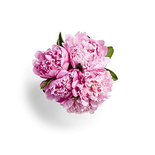 Whole Foods Market Peony 5 Stem