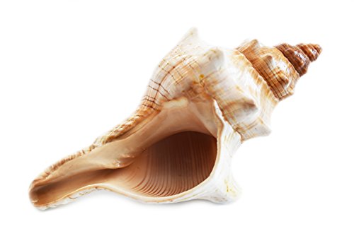 Florida Shells and Gifts Inc. One Small Genuine Striped Fox Conch Seashell (4