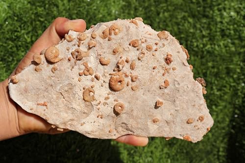 Image of Ammonites & Gastropods Plate Cretaceous Fossils Fossils from Morocco Fossil Rock ammonites Fossil from Morocco A107