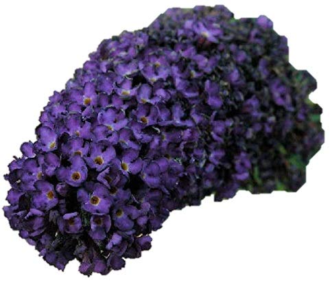 Black Knight Butterfly Bush (Buddleia Davidii) Live Herb Plant Black Knight Butterfly Bush (Buddleia Davidii) Live Herb Plant