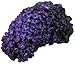 Black Knight Butterfly Bush (Buddleia Davidii) Live Herb Plant