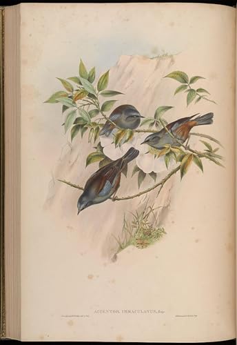Toile Accenteur immaculatus John Gould grand format pour décoration murale salon