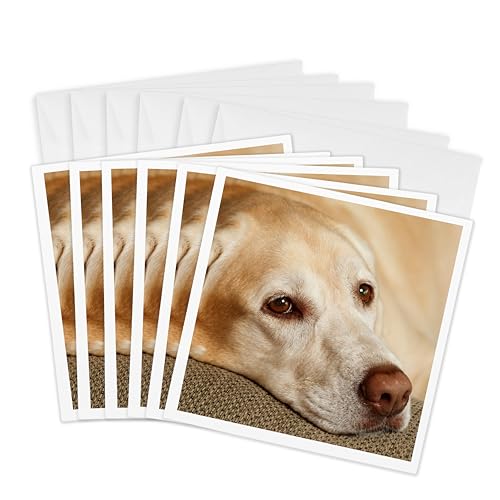 Danita Delimont ? �� ? �I���S���B�A�J�C�U�[�A���u���h�[�����g���o�[Resting�B ? �O���[�e�B���O�J�[�h Set of 6 Greeting Cards