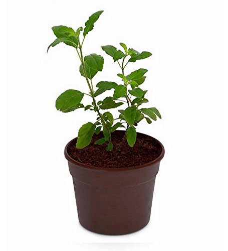 Yka Seeds Creative Farmer Tulsi Seeds