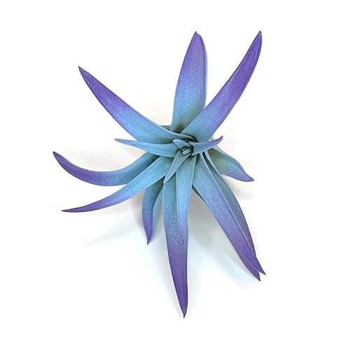 Colored Capitata Air Plant
