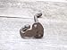 Midwest Craft House 5 Rustic Coat Hooks CAST Iron Acorn 3 1/4