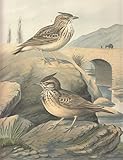  Haubenlerche. Galerida cristata (L.) Männchen. Theklas Haubenlerche. Galerida Theklae Chr. L. Br. Weibchen. Chromolithographie.