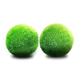 Amado Por Los Camarones --- A algunos caracoles les encanta alimentarse de plantas vivas, pero cuando se trata de las bolas de musgo LUFFY marimo, mordisquean o comen como un camarón. Los camarones, por otro lado, se atiborran de la materia verde y mastican cualquier partícula que les guste. Recomendamos mantener las bolas de musgo marimo lejos de peces como Koi o peces de colores, ya que es un bocadillo sabroso para ellos.