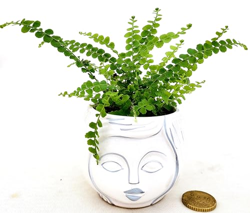 POWERS TO FLOWERS - FELCE MINI IN VASO CERAMICA SIGNORINA, IDEALE PER SCRIVANIA, piante vere