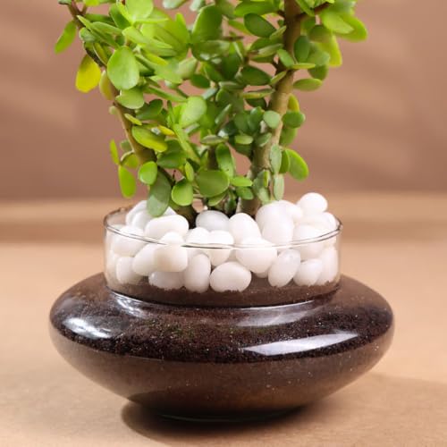 Image of FlowerAura Live Indoor Good Luck Jade Terrarium Plant in Glass Pot for Living Room, Balcony, Home /Office Decor | Premium Gifting | Improving Air Quality | Reducing Stress (Same Day Delivery)