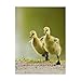 Trademark Fine Art Mircea Costina Fine Art, Multicolor