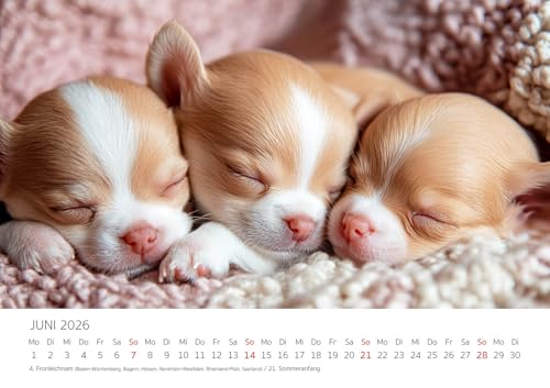 Edition Seidel Premium Kalender Wau Ein Jahr Mit Chihuahua 2026 Format DIN A3 Wandkalender Tiere Welpe Rüde Hündin Haustier Mode Lifestyle Zuhause Melanie Viola