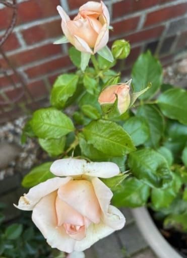 Rosa Chandos Beauty ® - Edelrose Chandos Beauty ® - Harkness Rose