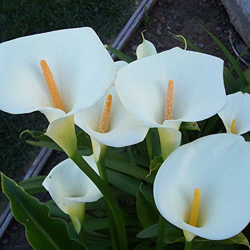 PERZOE 100 piezas de semillas de lirio de cala Zantedeschia, decoración de flores de jardín de plantación en maceta de bonsái Blanco Semillas de lirio de cala
